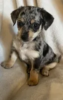 blue dapple boy , a male Chihuahua and Miniature Dachshund for sale in Buffalo, MO – Photo 6 of 9