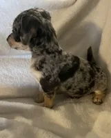 blue dapple boy , a male Chihuahua and Miniature Dachshund for sale in Buffalo, MO – Photo 8 of 9