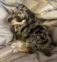 Cash blue mearle, a male Chihuahua and Miniature Dachshund for sale in Buffalo, MO – Photo 5 of 6