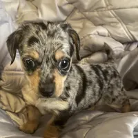 Cash blue mearle, a male Chihuahua and Miniature Dachshund for sale in Buffalo, MO – Photo 4 of 6