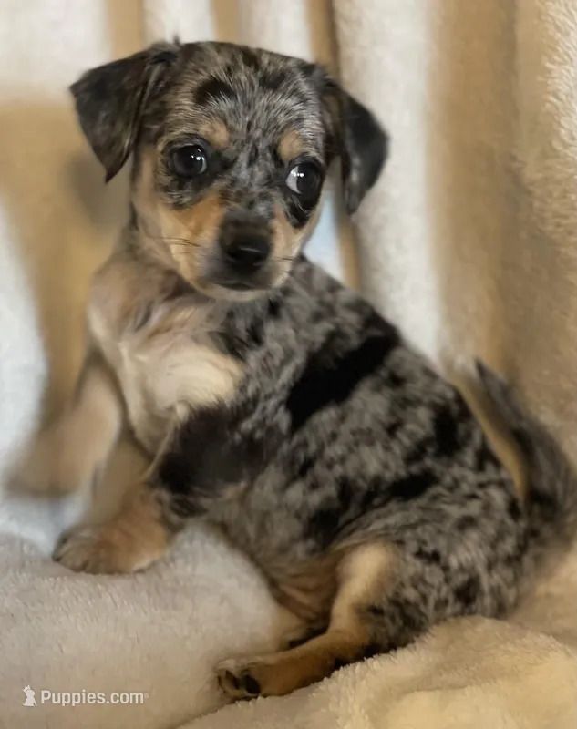 blue dapple boy  – Chihuahua, Miniature Dachshund puppy for sale in Buffalo, MO