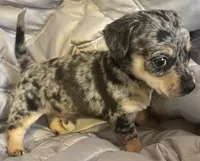 Cash blue mearle, a male Chihuahua and Miniature Dachshund for sale in Buffalo, MO – Photo 6 of 6