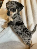 blue dapple boy , a male Chihuahua and Miniature Dachshund for sale in Buffalo, MO – Photo 9 of 9
