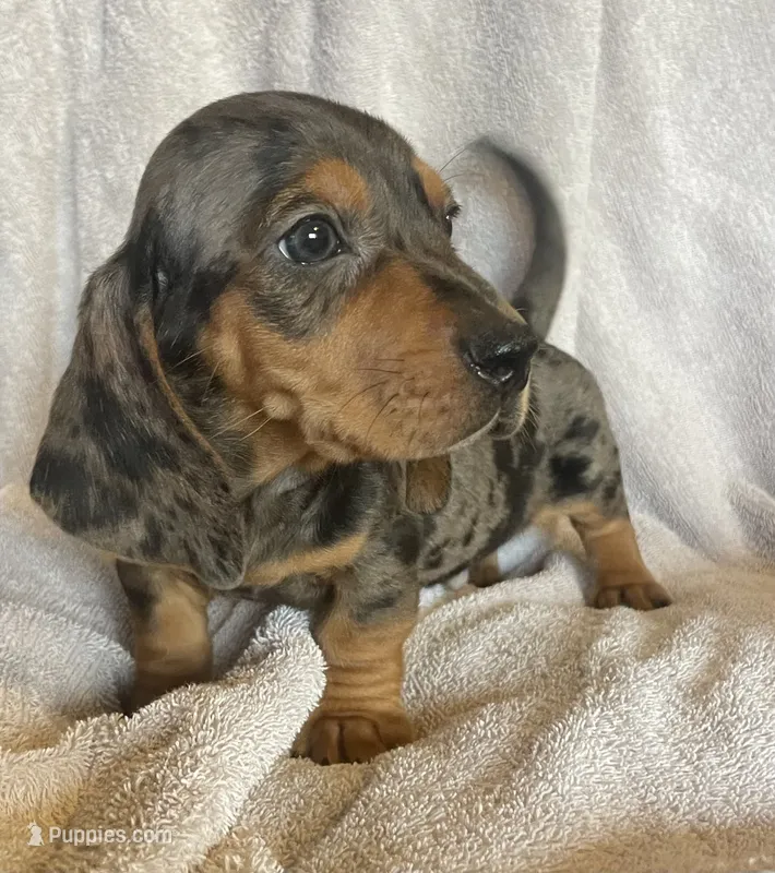 Blue dapple – Miniature Dachshund puppy for sale in Buffalo, MO