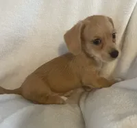 Mini doxie/ poodle- honey  Bear boy, a male Miniature Dachshund for sale in Buffalo, MO – 2 of 5