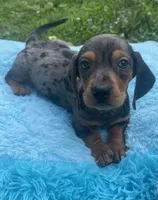 Blue dapple, a male Dachshund for sale in Buffalo, MO – 1 of 6