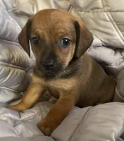 Red Boy, a male Chihuahua and Miniature Dachshund for sale in Buffalo, MO – Photo 2 of 4