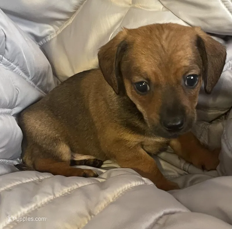 Red Boy – Chihuahua, Miniature Dachshund puppy for sale in Buffalo, MO