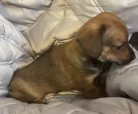 Red Boy, a male Chihuahua and Miniature Dachshund for sale in Buffalo, MO – Photo 3 of 4