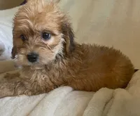 Mini doxie/ poodle Cuddley bear -boy , a male Miniature Dachshund for sale in Buffalo, MO – 2 of 5
