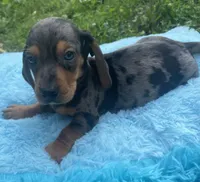 Blue dapple, a male Dachshund for sale in Buffalo, MO – 3 of 6