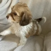 Mini doxie poodle chocolate and white long hair girl , a female Miniature Dachshund for sale in Buffalo, MO – 2 of 4