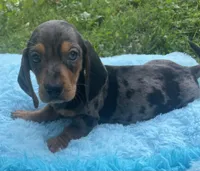 Blue dapple, a male Dachshund for sale in Buffalo, MO – 2 of 6