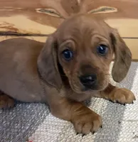 Short hair red male  snoopy, a male Dachshund and Miniature Dachshund for sale in Buffalo, MO – Photo 1 of 6