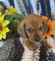 Short hair red male , a male Dachshund and Miniature Dachshund for sale in Buffalo, MO – Photo 3 of 3