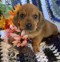 Short hair red male , a male Dachshund and Miniature Dachshund for sale in Buffalo, MO – Photo 1 of 3