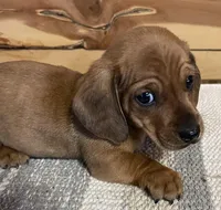 Short hair red male  snoopy, a male Dachshund and Miniature Dachshund for sale in Buffalo, MO – Photo 5 of 6