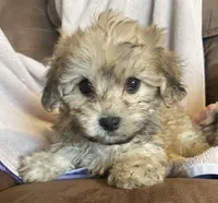 Ruth- girl, a female Bichon Frise and Shih Tzu for sale in Buffalo, MO – Photo 2 of 10