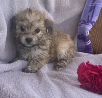 Ruth , a female Bichon Frise and Shih Tzu for sale in Buffalo, MO – Photo 3 of 7