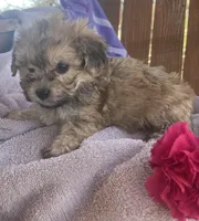 Ruth , a female Bichon Frise and Shih Tzu for sale in Buffalo, MO – Photo 5 of 7