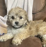 Ruth- girl, a female Bichon Frise and Shih Tzu for sale in Buffalo, MO – Photo 1 of 10