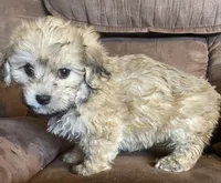 Ruth- girl, a female Bichon Frise and Shih Tzu for sale in Buffalo, MO – Photo 3 of 10