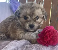 Ruth , a female Bichon Frise and Shih Tzu for sale in Buffalo, MO – Photo 7 of 7