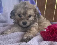 Ruth , a female Bichon Frise and Shih Tzu for sale in Buffalo, MO – Photo 2 of 7