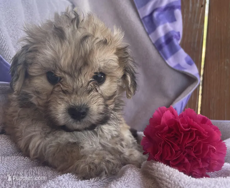 Ruth  – Bichon Frise, Shih Tzu puppy for sale in Buffalo, MO