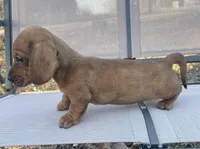 Dolly, a female Miniature Dachshund for sale in Buffalo, MO – Photo 6 of 6