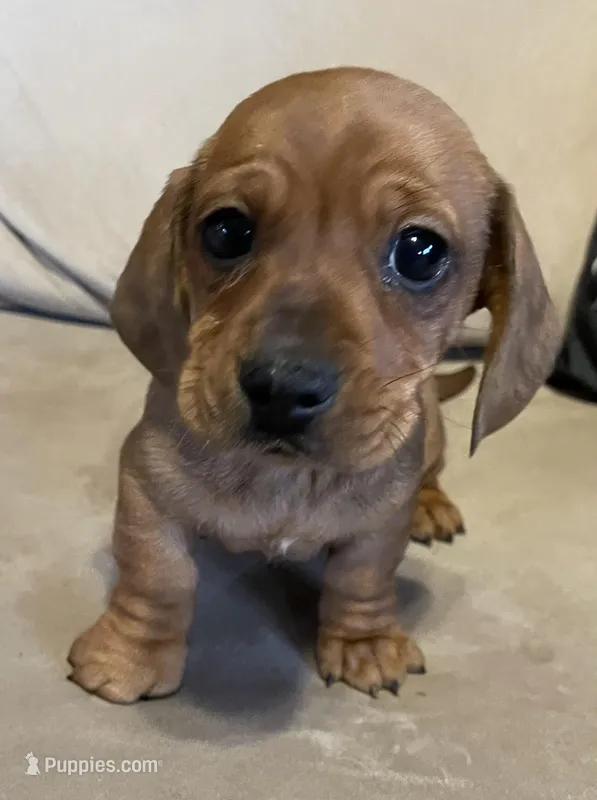 Short hair red dolly, a female Dachshund and Miniature Dachshund for sale in Buffalo, MO – Photo 1 of 5