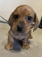 Short hair red dolly, a female Dachshund and Miniature Dachshund for sale in Buffalo, MO – Photo 1 of 5