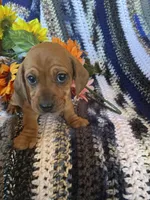 Short hair red, a female Dachshund and Miniature Dachshund for sale in Buffalo, MO – Photo 3 of 3