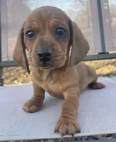 Dolly, a female Miniature Dachshund for sale in Buffalo, MO – Photo 2 of 6