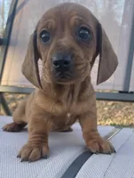 Dolly, a female Miniature Dachshund for sale in Buffalo, MO – Photo 1 of 6