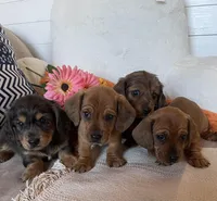 Short hair red, a female Dachshund and Miniature Dachshund for sale in Buffalo, MO – Photo 2 of 3