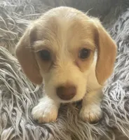 Popcorn, a female Poodle - Toy  and Miniature Dachshund for sale in Buffalo, MO – 2 of 6