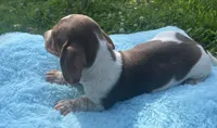 Chocolate and white , a male Dachshund for sale in Buffalo, MO – 2 of 5