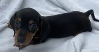 Twilly, a female Dachshund for sale in Buffalo, MO – 2 of 2