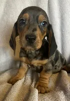Blue dapple, a male Miniature Dachshund for sale in Buffalo, MO – 2 of 10