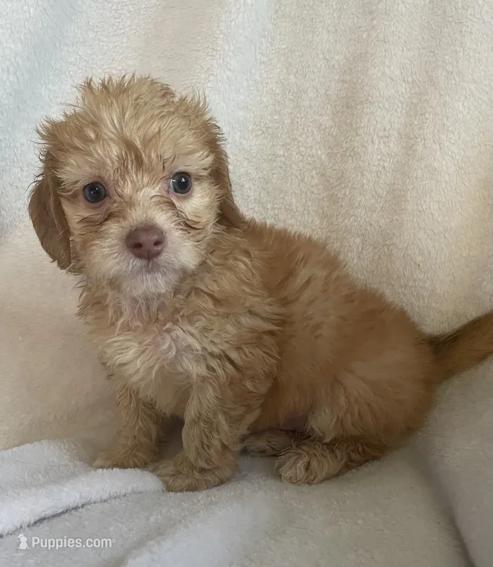 Mini doxie/poodle chocolate bear boy – Miniature Dachshund puppy for sale in Buffalo, MO