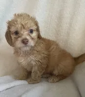 Mini doxie/poodle chocolate bear boy, a male Miniature Dachshund for sale in Buffalo, MO – 1 of 2