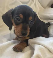 Black and tan female , a female Miniature Dachshund for sale in Buffalo, MO – Photo 7 of 8