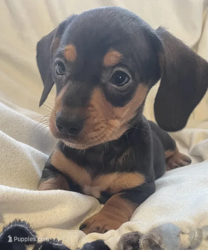 Black and tan female  – Miniature Dachshund puppy for sale in Buffalo, MO