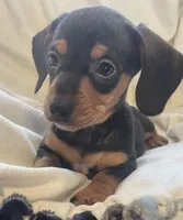 Black and tan female , a female Miniature Dachshund for sale in Buffalo, MO – Photo 1 of 8