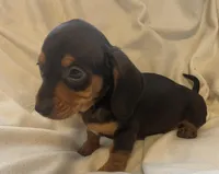 Black and tan female , a female Miniature Dachshund for sale in Buffalo, MO – Photo 8 of 8