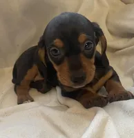 Black and tan female , a female Miniature Dachshund for sale in Buffalo, MO – Photo 5 of 8
