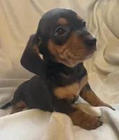 Black and tan female , a female Miniature Dachshund for sale in Buffalo, MO – Photo 3 of 8