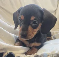 Black and tan female , a female Miniature Dachshund for sale in Buffalo, MO – Photo 2 of 8