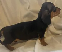 Black and tan female , a female Miniature Dachshund for sale in Buffalo, MO – Photo 6 of 8